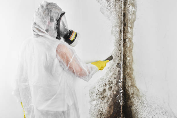 Best Professional Mold Removal  in Richfield, UT