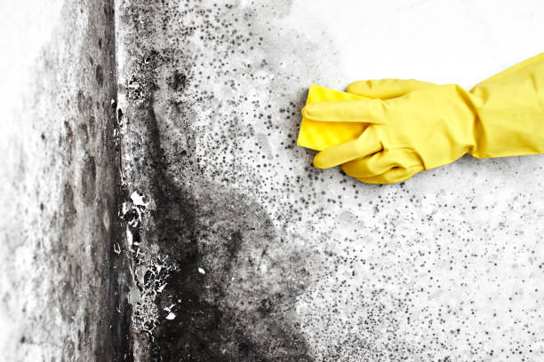 Best Certified Mold Removal  in Richfield, UT