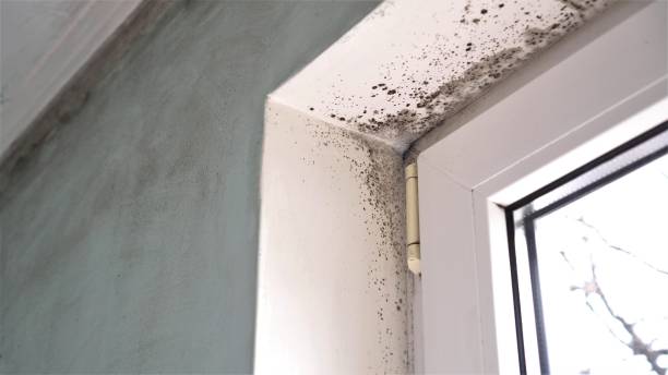 Best Residential Mold Removal  in Richfield, UT