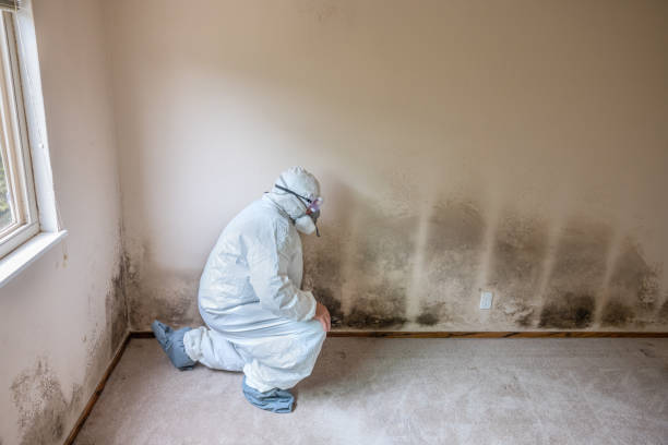 Best Commercial Mold Removal  in Richfield, UT