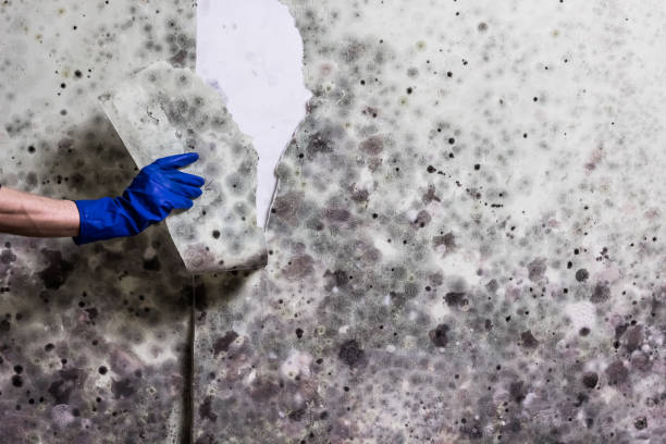 Best Crawl Space Mold Removal  in Richfield, UT