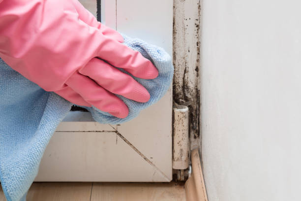Best Toxic Mold Removal  in Richfield, UT